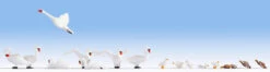Noch 15774 HO Scale Figures Swans And Ducks
